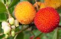 Arbutus unedo